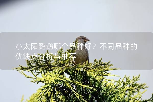 小太阳鹦鹉哪个品种好？不同品种的优缺点分析与推荐