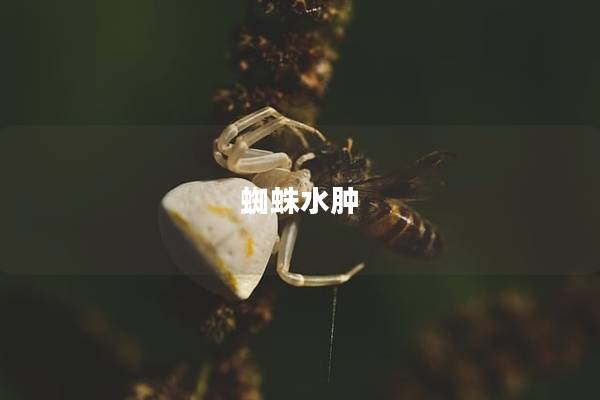 蜘蛛水肿