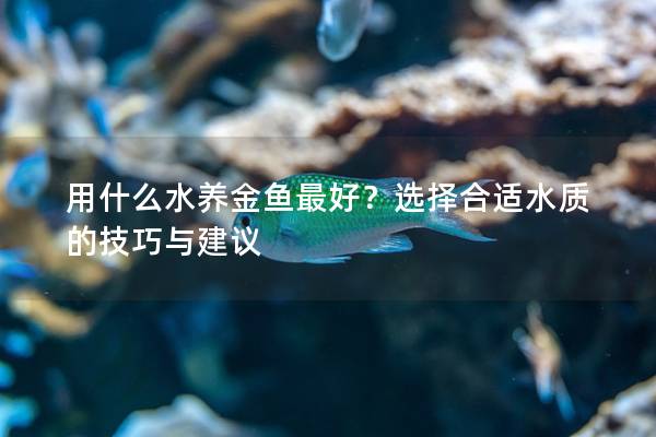 用什么水养金鱼最好？选择合适水质的技巧与建议