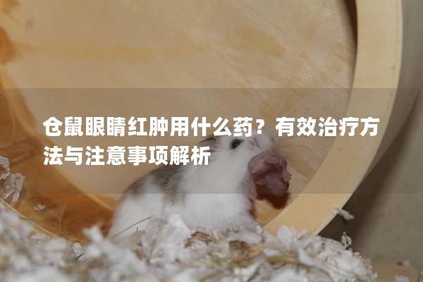 仓鼠眼睛红肿用什么药？有效治疗方法与注意事项解析