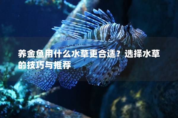 养金鱼用什么水草更合适？选择水草的技巧与推荐