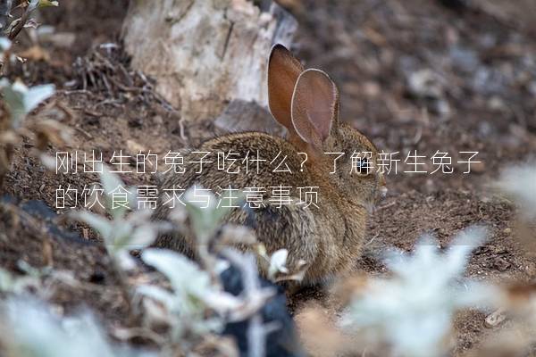 刚出生的兔子吃什么？了解新生兔子的饮食需求与注意事项