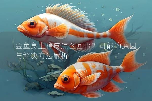 金鱼身上掉皮怎么回事？可能的原因与解决方法解析