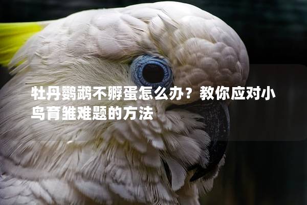 牡丹鹦鹉不孵蛋怎么办？教你应对小鸟育雏难题的方法