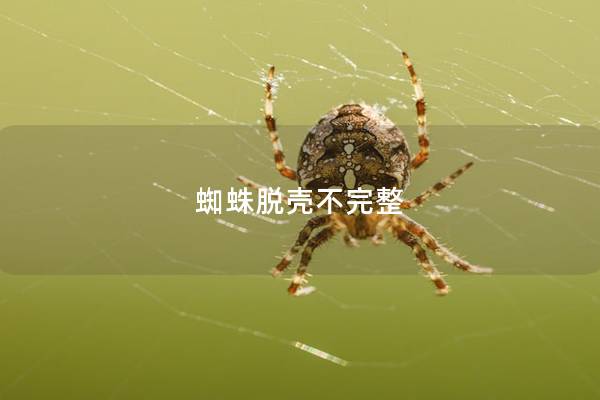 蜘蛛脱壳不完整