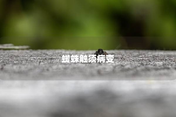 蜘蛛触须病变