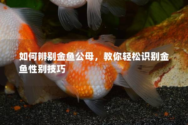 如何辨别金鱼公母，教你轻松识别金鱼性别技巧