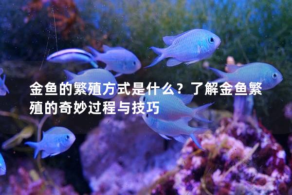 金鱼的繁殖方式是什么？了解金鱼繁殖的奇妙过程与技巧