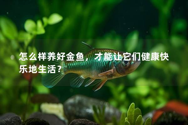 怎么样养好金鱼，才能让它们健康快乐地生活？