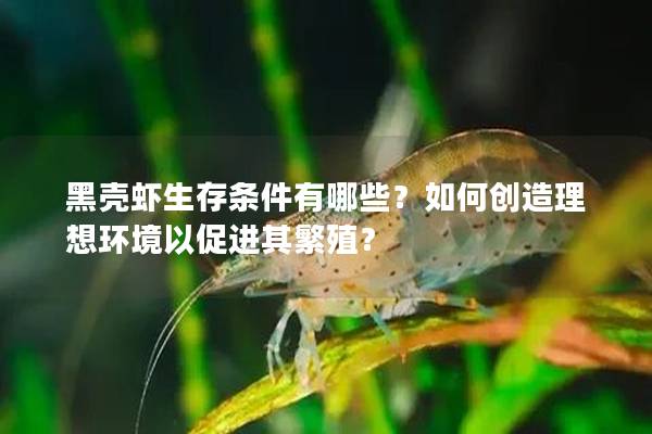 黑壳虾生存条件有哪些？如何创造理想环境以促进其繁殖？