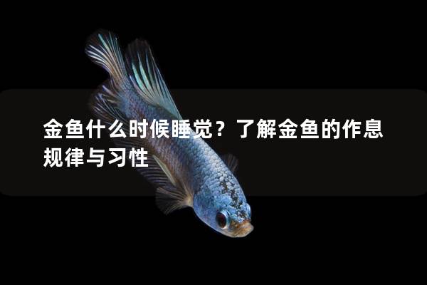 金鱼什么时候睡觉？了解金鱼的作息规律与习性