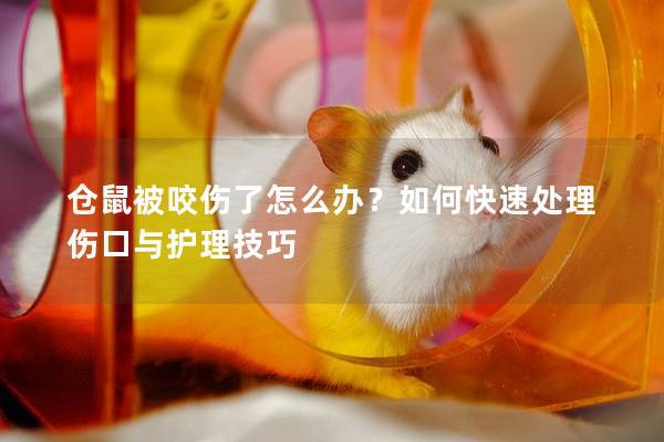 仓鼠被咬伤了怎么办？如何快速处理伤口与护理技巧