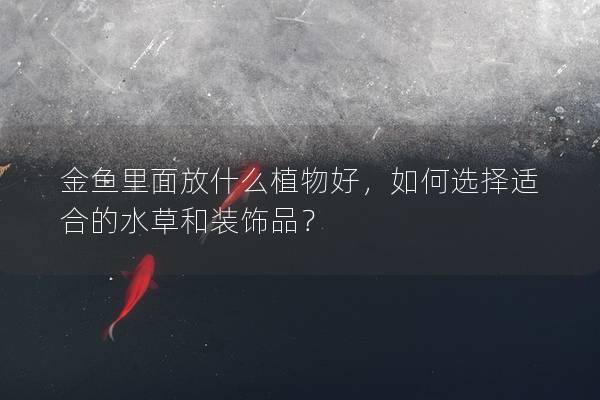 金鱼里面放什么植物好，如何选择适合的水草和装饰品？