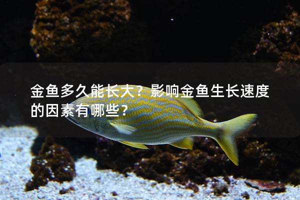 金鱼多久能长大？影响金鱼生长速度的因素有哪些？