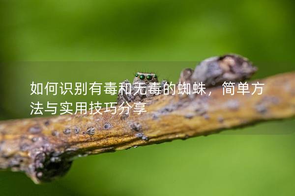 如何识别有毒和无毒的蜘蛛，简单方法与实用技巧分享