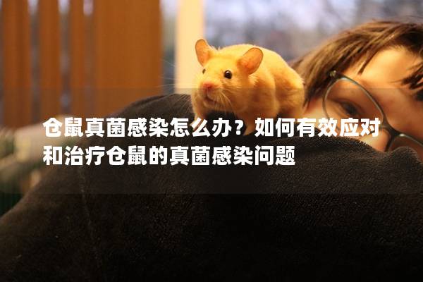 仓鼠真菌感染怎么办？如何有效应对和治疗仓鼠的真菌感染问题