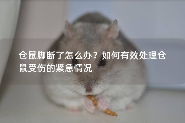 仓鼠脚断了怎么办？如何有效处理仓鼠受伤的紧急情况