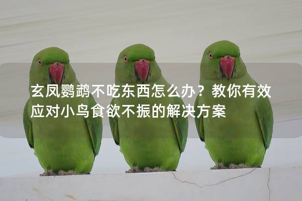 玄凤鹦鹉不吃东西怎么办？教你有效应对小鸟食欲不振的解决方案