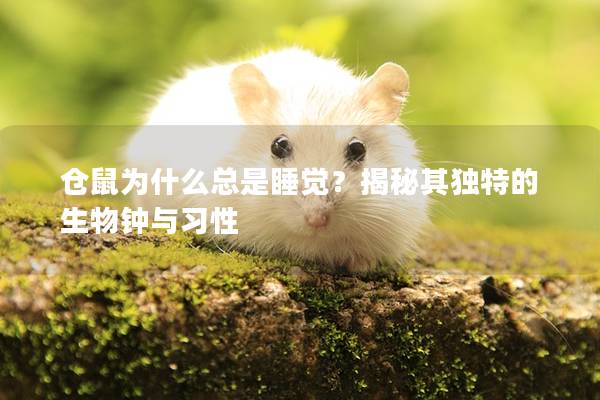 仓鼠为什么总是睡觉？揭秘其独特的生物钟与习性