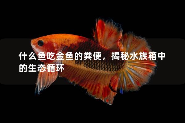 什么鱼吃金鱼的粪便，揭秘水族箱中的生态循环