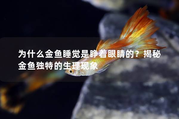 为什么金鱼睡觉是睁着眼睛的？揭秘金鱼独特的生理现象