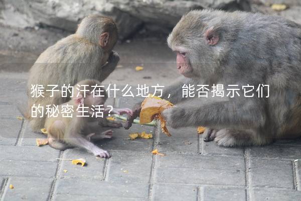 猴子的汗在什么地方，能否揭示它们的秘密生活？