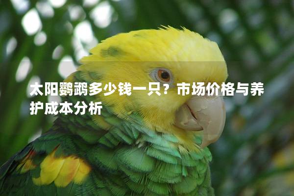 太阳鹦鹉多少钱一只？市场价格与养护成本分析