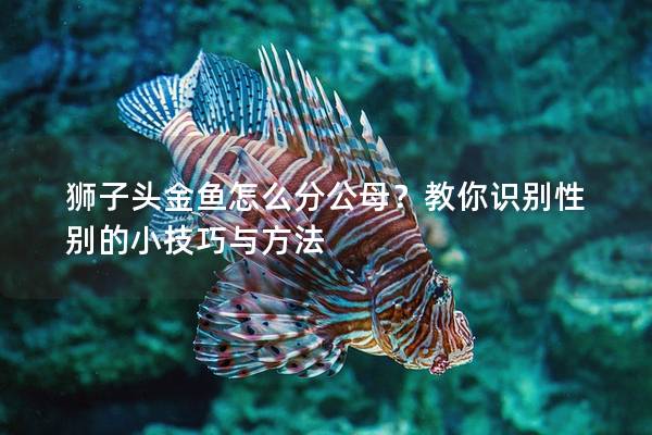 狮子头金鱼怎么分公母？教你识别性别的小技巧与方法