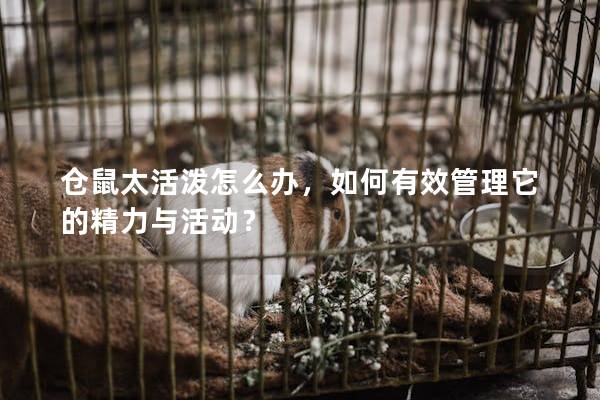 仓鼠太活泼怎么办,如何有效管理它的精力与活动?