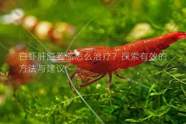 白虾肝脏萎缩怎么治疗？探索有效的方法与建议