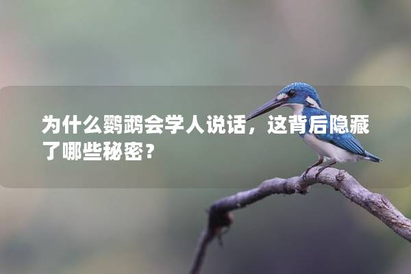 为什么鹦鹉会学人说话，这背后隐藏了哪些秘密？