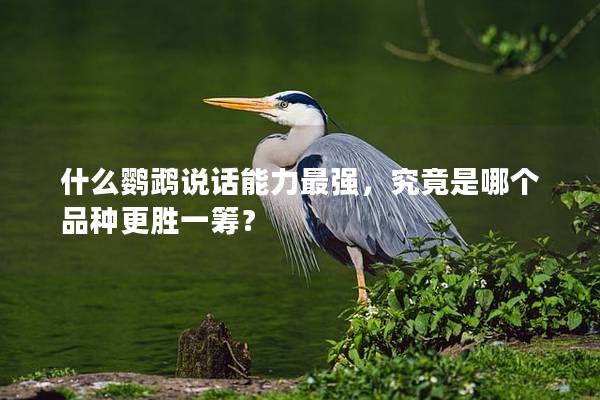 什么鹦鹉说话能力最强，究竟是哪个品种更胜一筹？