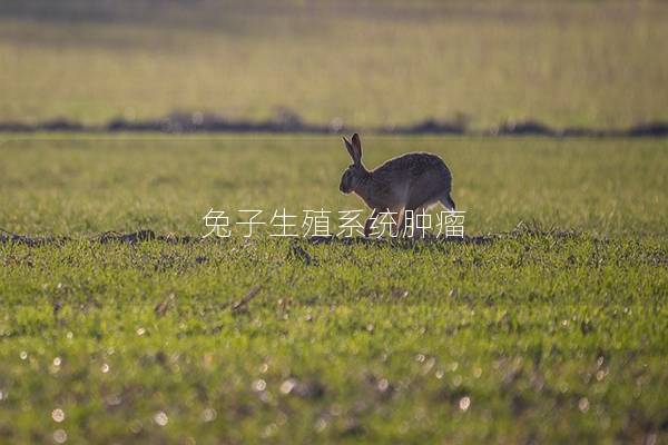 兔子生殖系统肿瘤