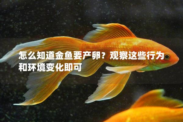 怎么知道金鱼要产卵？观察这些行为和环境变化即可