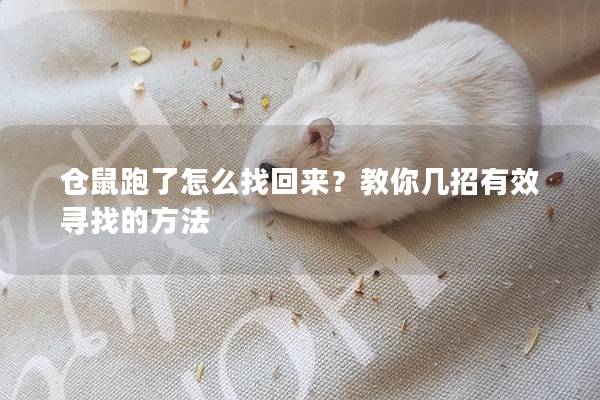 仓鼠跑了怎么找回来？教你几招有效寻找的方法