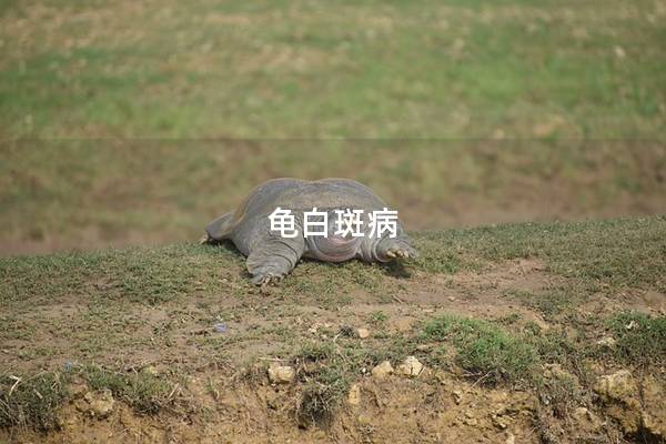 龟白斑病