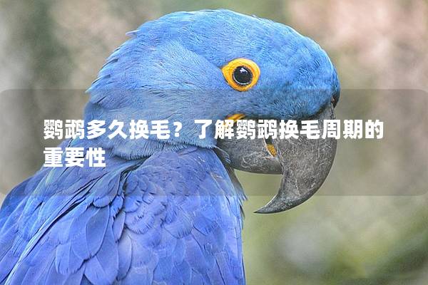 鹦鹉多久换毛？了解鹦鹉换毛周期的重要性