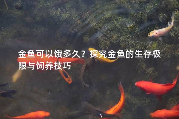 金鱼可以饿多久？探究金鱼的生存极限与饲养技巧