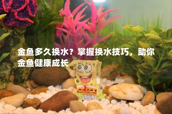 金鱼多久换水？掌握换水技巧，助你金鱼健康成长