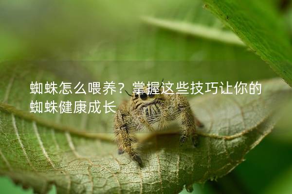 蜘蛛怎么喂养？掌握这些技巧让你的蜘蛛健康成长