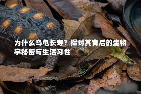 为什么乌龟长寿？探讨其背后的生物学秘密与生活习性