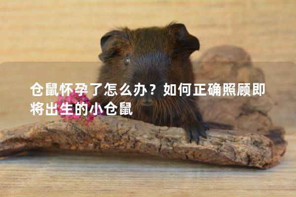 仓鼠怀孕了怎么办?如何正确照顾即将出生的小仓鼠