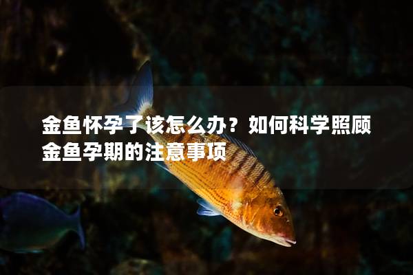 金鱼怀孕了该怎么办？如何科学照顾金鱼孕期的注意事项