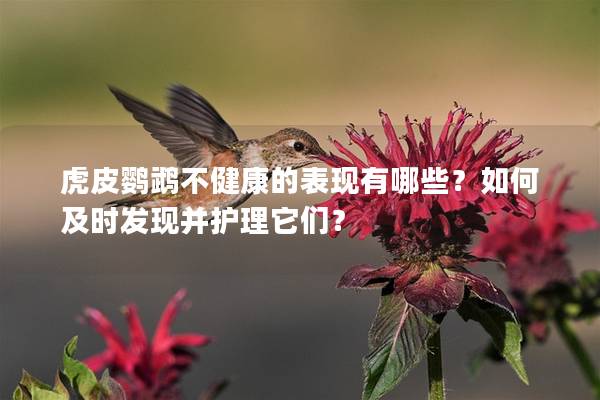 虎皮鹦鹉不健康的表现有哪些？如何及时发现并护理它们？