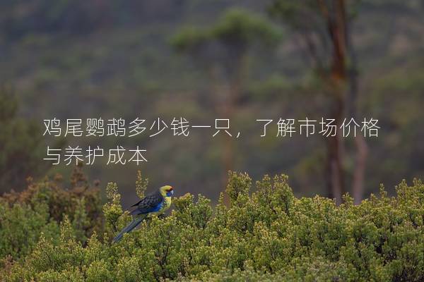 鸡尾鹦鹉多少钱一只，了解市场价格与养护成本