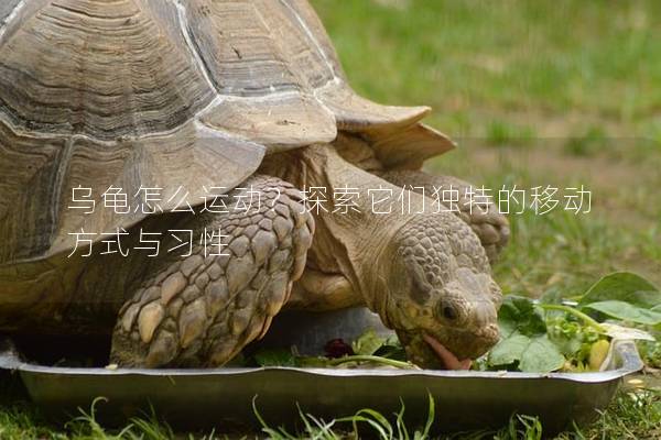 乌龟怎么运动？探索它们独特的移动方式与习性