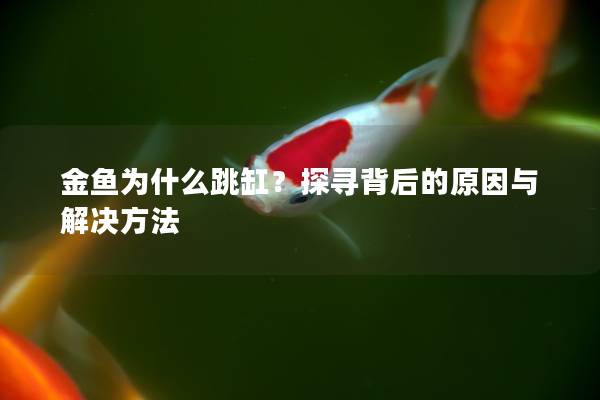 金鱼为什么跳缸？探寻背后的原因与解决方法