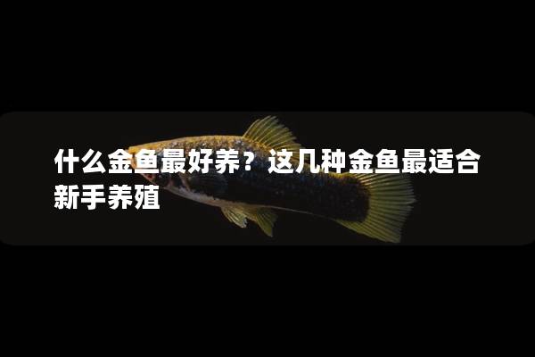 什么金鱼最好养？这几种金鱼最适合新手养殖