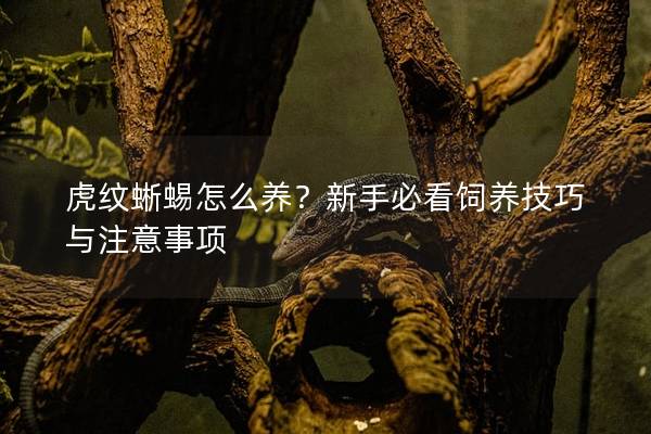 虎纹蜥蜴怎么养？新手必看饲养技巧与注意事项