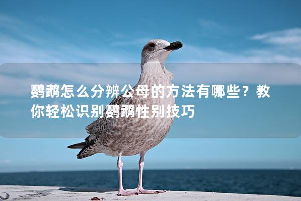 鹦鹉怎么分辨公母的方法有哪些？教你轻松识别鹦鹉性别技巧